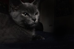 Copy-of-Copy-of-VF_Portraitcat